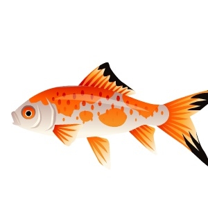 Orange Fin Goldfish